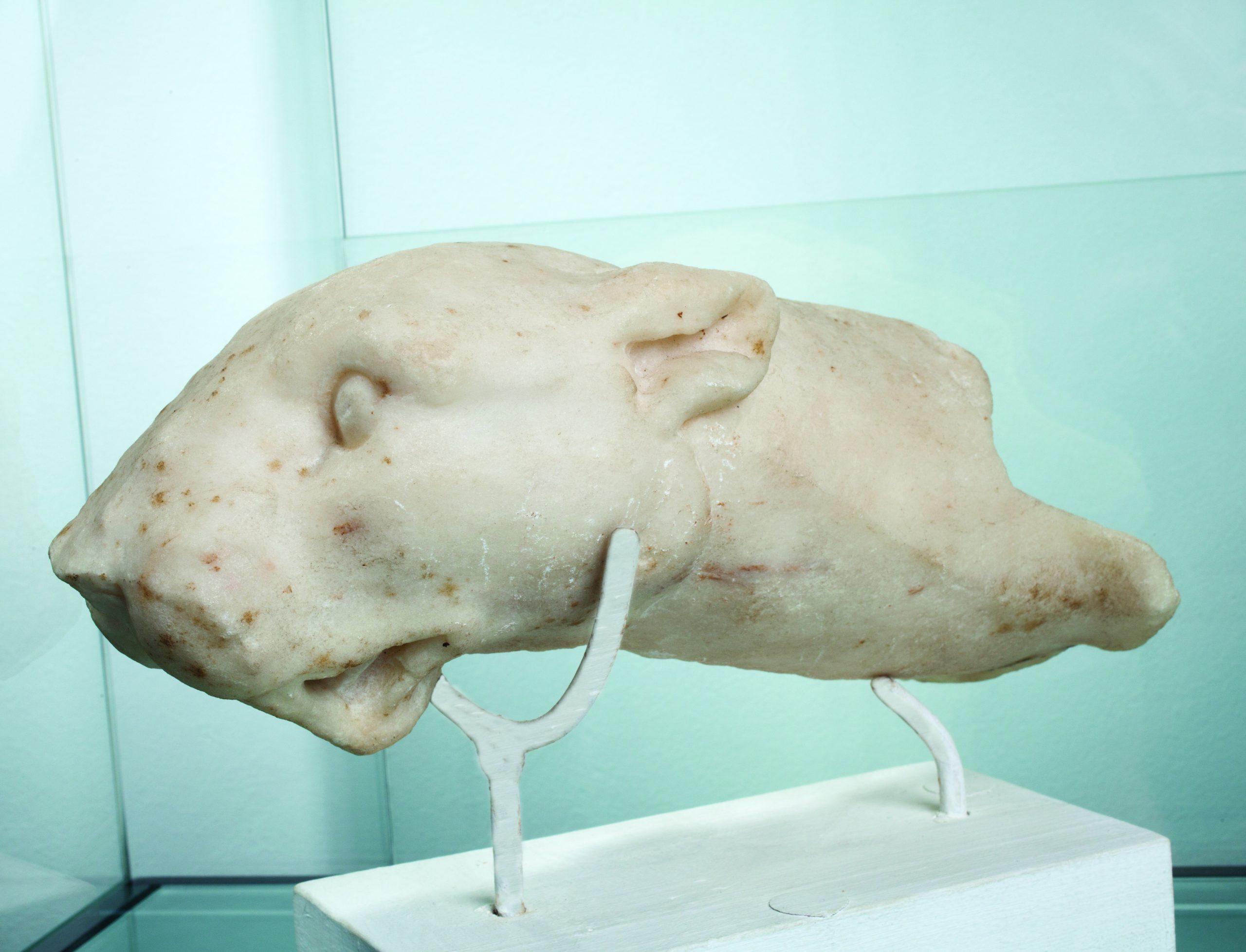 MARBLE HEAD OF A PANTHER,25 cm height, inv.no. 992/R